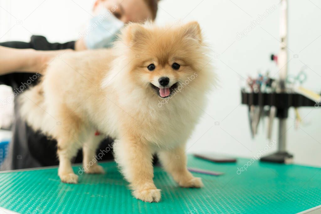 Pomeranian Pomeranian grooming, combing out the tangles