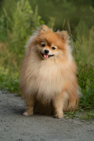 En liten Pommersk hund sitter och tittar rakt in i kameran — Stockfoto