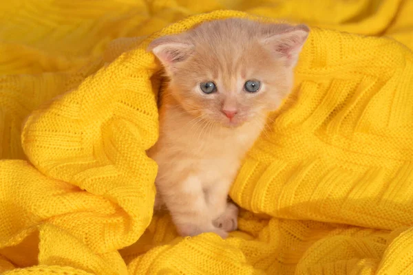 Un gatito pelirrojo sobre un fondo amarillo se sienta y mira directamente a la cámara — Foto de Stock