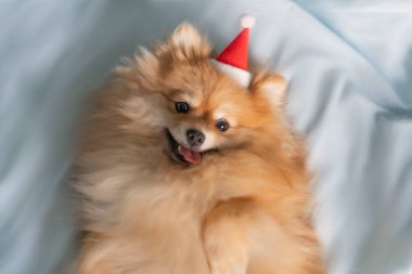 Köpek Pomeranian Spitz sırtüstü yatar, dilini çıkarır ve kameraya bakar.