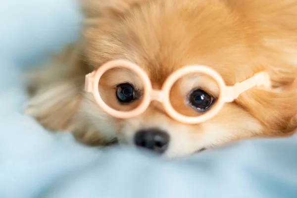 Perro Pomeranian Spitz primer plano con gafas mirando a la cámara — Foto de Stock