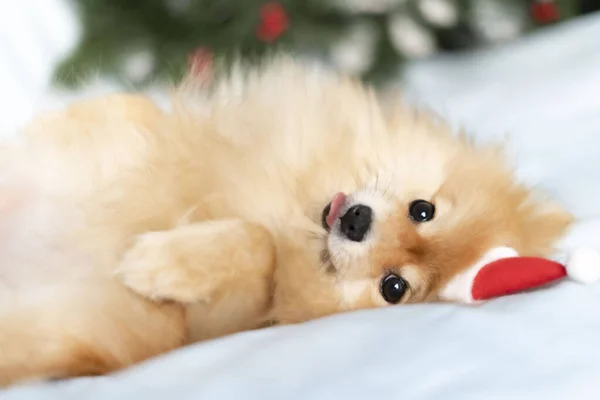 Un perro Pomeranian en un sombrero de Santa Claus miente y mira a la cámara —  Fotos de Stock