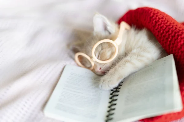 Gatinho vermelho dorme em óculos com um livro — Fotografia de Stock