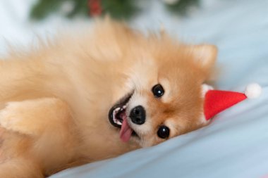 Köpek Pomeranian Spitz sırtüstü yatar, dilini çıkarır ve kameraya bakar.