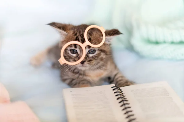 Šedé kotě s pokřivenými brýlemi na modrém pozadí, čte knihu — Stock fotografie