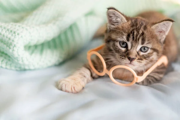 Grey Maine gatito acostado en gafas en la cama — Foto de Stock