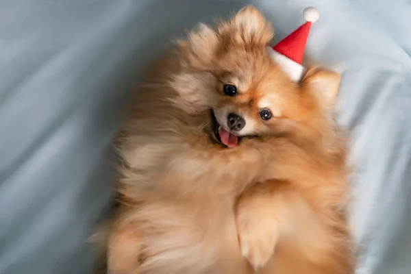 Pies Pomorski Spitz leży na plecach wystający z języka i spogląda w kamerę — Zdjęcie stockowe