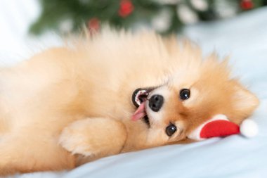 Köpek Pomeranian Spitz sırtüstü yatar, dilini çıkarır ve kameraya bakar.