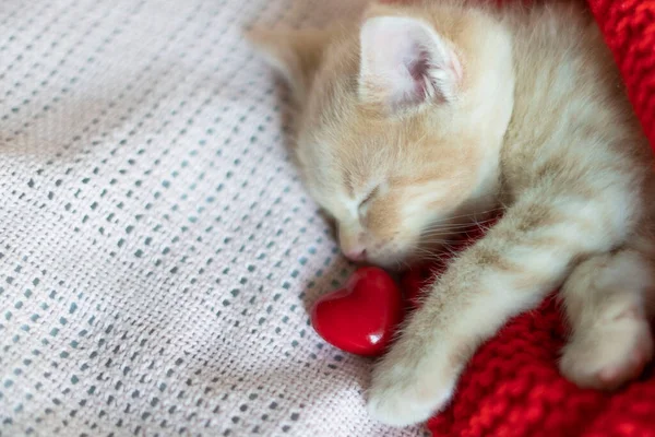Yakından, kırmızı kedicik kırmızı bir kalple uyuyor. — Stok fotoğraf