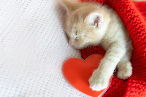 Röd kattunge sover med ett hjärta på en stickad filt — Stockfoto