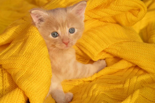 Un gatito pelirrojo sobre un fondo amarillo se sienta y mira directamente a la cámara — Foto de Stock