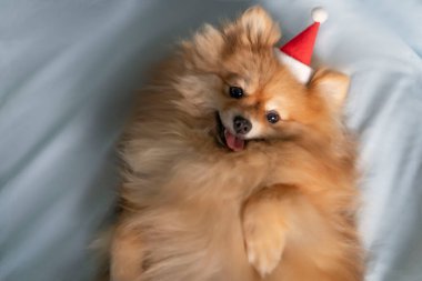 Köpek Pomeranian Spitz sırtüstü yatar, dilini çıkarır ve kameraya bakar.