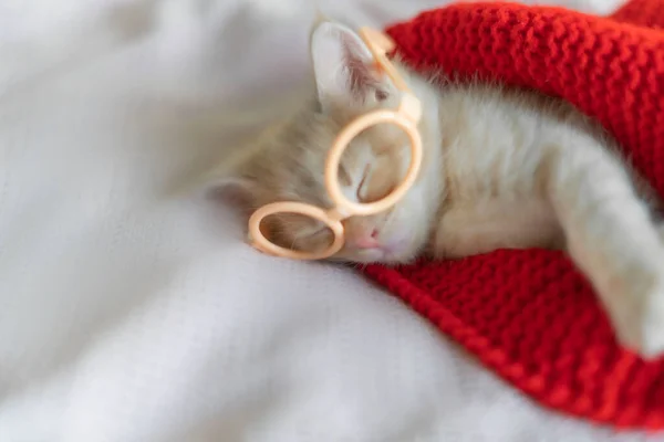 Červené kotě spí v brýlích v pletené červené přikrývce — Stock fotografie