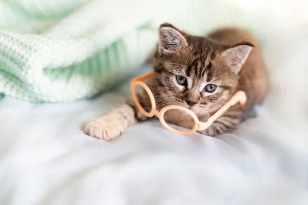 Šedé koťátko z Maine leží v brýlích na posteli — Stock fotografie