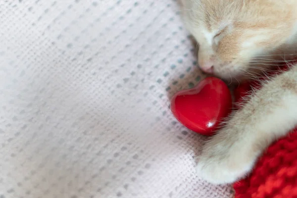 붉은 고양이가 붉은 심장 과자고 있는 모습 — 스톡 사진