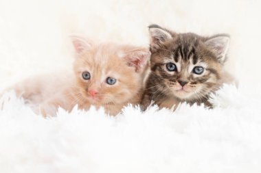 Gri ve kırmızı renkli iki kedi yavrusu beyaz bir arka planda oturuyorlar.
