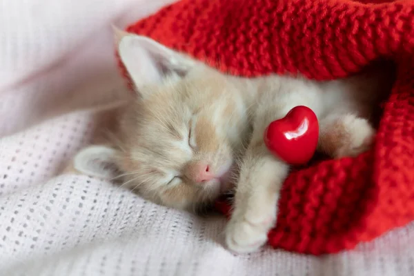 Chaton rouge dort avec un cœur sur une couverture tricotée — Photo