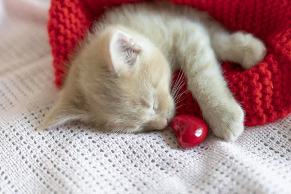 Närbild, röd kattunge sover med ett rött hjärta — Stockfoto