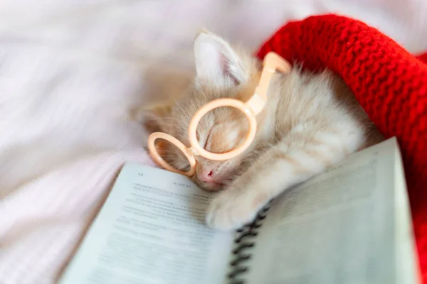 Červené kotě spí v brýlích s knihou — Stock fotografie