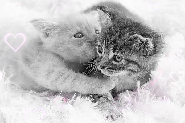 Černobílá fotka dvou koťat objímajících se. Koncept lásky — Stock fotografie