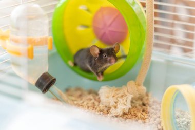 Renkli tekerdeki küçük gri fare