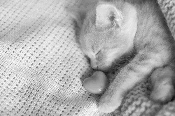 Photo en noir et blanc d'un chaton dormant avec un cœur — Photo