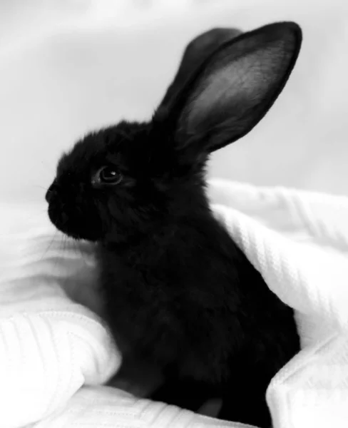 Черно-белое фото черного кролика крупным планом. Место для копирования — стоковое фото