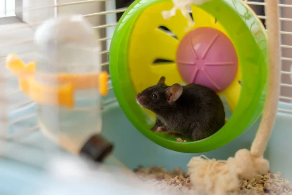 Kleine grijze muis in een gekleurd wiel Stockfoto