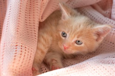 Kızıl saçlı bir kedi yavrusu pembe bir battaniyeye uzanıyor ve doğrudan kameraya bakıyor.