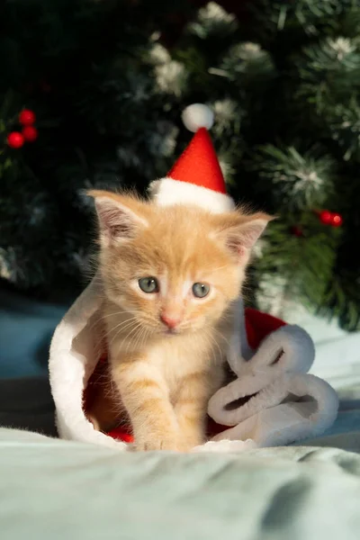 Ritratto di un gattino rosso con cappello di Babbo Natale sotto l'albero di Natale Immagine Stock