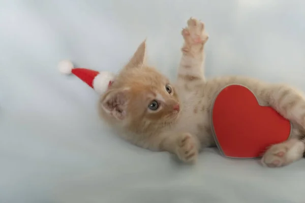 Röd kattunge i Santa Claus hatt med ett rött hjärta sover i skuggan — Stockfoto