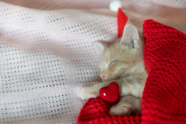 Červené kotě v klobouku Santa Clause spí, vedle srdce červené — Stock fotografie