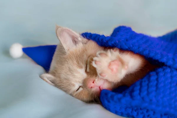 Gatito rojo duerme en una manta de punto azul en un sombrero de Navidad — Foto de Stock