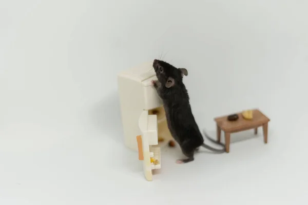 Un pequeño ratón come comida de un plato de porcelana — Foto de Stock