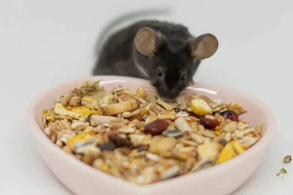 Een kleine muis eet voedsel van een porseleinen bord Rechtenvrije Stockfoto's