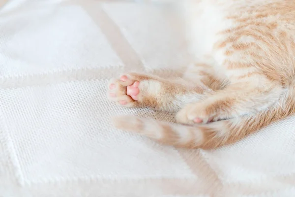 Dua cakar merah dari anak kucing merah pada selimut rajutan — Stok Foto