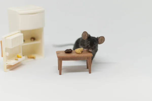 Eine kleine Maus frisst Nahrung von einem Porzellanteller — Stockfoto