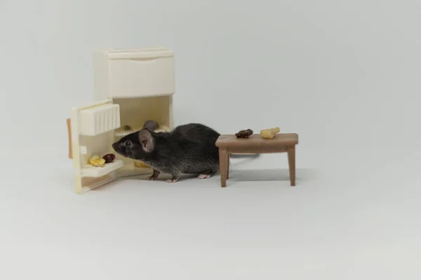 Mała mysz zjada jedzenie z porcelanowego talerza. — Zdjęcie stockowe