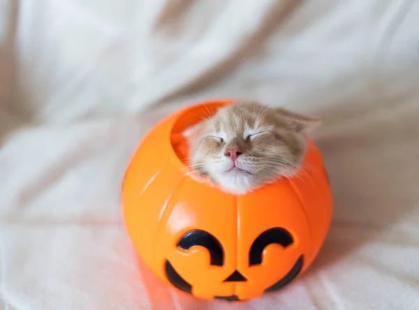 Cute Orange Kitten hid in a pumpkin candy bowl on a beige background — Stock Photo, Image