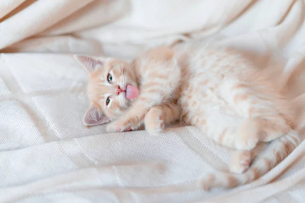 Το χαριτωμένο μικρό κόκκινο γατάκι κοιμάται με τη γλώσσα του κρεμασμένη σε μια πλεκτή κουβέρτα — Φωτογραφία Αρχείου