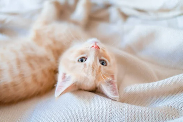 Örgü örülmüş bir battaniyenin üzerinde uyuyan sevimli kırmızı kedi yavrusu. — Stok fotoğraf