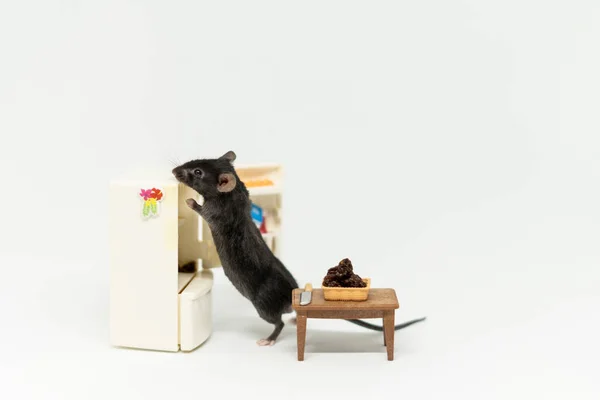 Küçük gri bir fare buzdolabında ne olduğuna bakar. Oyuncak bebek mobilyası — Stok fotoğraf