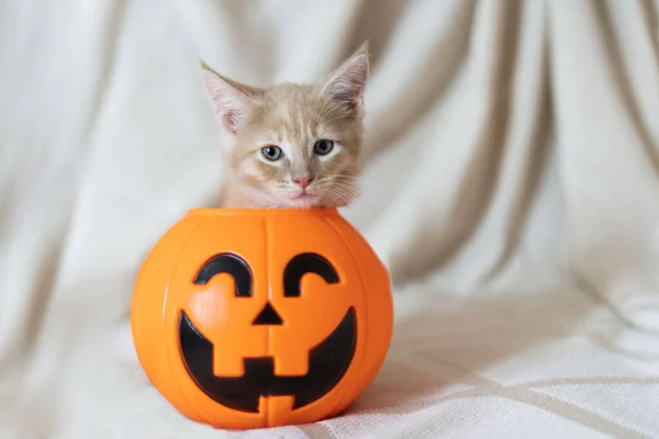 Милый оранжевый котенок спрятался в миске с тыквенными конфетами на бежевом фоне. — стоковое фото
