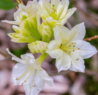 Wroxham karayolu köprüsü, Bure nehri üzerinde Wroxham ve Hoveton köyünde.