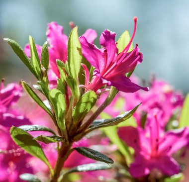 Wroxham karayolu köprüsü, Bure nehri üzerinde Wroxham ve Hoveton köyünde.
