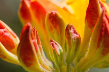 Wroxham karayolu köprüsü, Bure nehri üzerinde Wroxham ve Hoveton köyünde.
