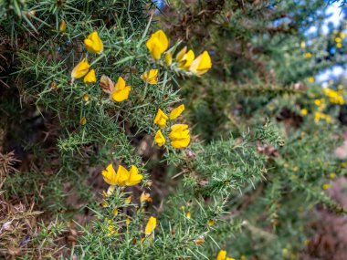 Norfolk kırsalındaki yeşil bir çalı üzerindeki sarı çiçeklere odaklan.