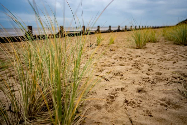 Sıkıcı ve bulutlu bir kış gününde Kuzey Norfolk kıyısındaki kumlu bir sahildeki marram çimlerine dikkatle bakın.