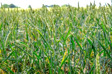  Norfolk kırsalında mısır tarlası