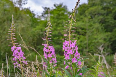 Norfolk Broads Ulusal Parkı 'ndaki Hickling Nature Reserve' de yetişen yabani gül bahçesi willonerb (chamaenerion angustifolium)